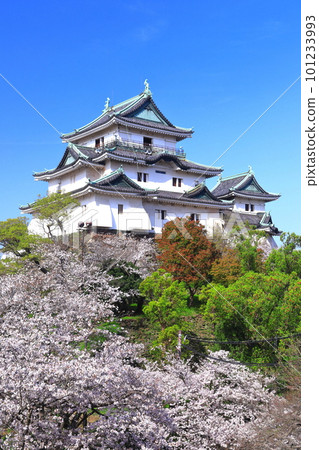 [Wakayama Prefecture] Wakayama Castle in sunny weather and cherry blossoms in full bloom 101233993