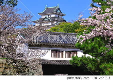 [和歌山縣]晴天櫻花盛開的和歌山城（天守閣和岡口門） 101234021