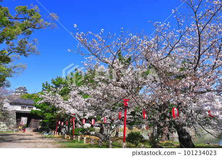 [Wakayama Prefecture] Wakayama Castle in sunny weather and cherry blossoms in full bloom (castle tower and Okaguchi gate) 101234023