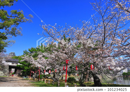 [和歌山縣]晴天櫻花盛開的和歌山城（天守閣和岡口門） 101234025