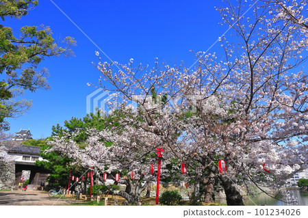 [和歌山縣]晴天櫻花盛開的和歌山城（天守閣和岡口門） 101234026
