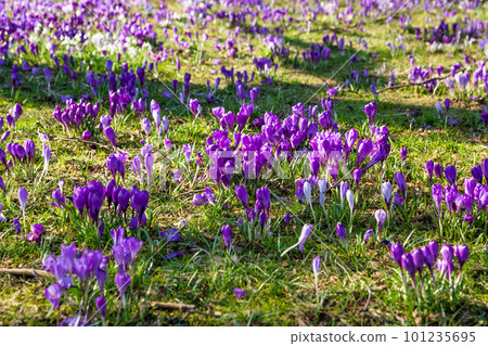 Crocus flowers 101235695