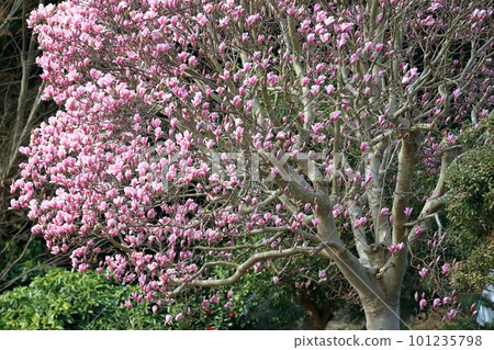Sakura magnolia Sakura magnolia 101235798