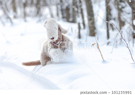A cheerful puppy of a Bedlington Terrier frolics in a snowy forest. blurred motion.  101235991