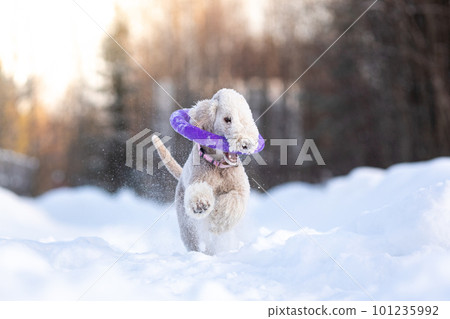 Winter walks with the dog. Bedlington Terrier playing in the snow.  101235992