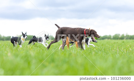 Brown dog german smooth-haired hound and basenji puppies walking on a green lawn. High quality photo Brown dog german smooth-haired hound and basenji puppies walking on a green lawn. High quality photo 101236000