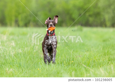 Dog breed smooth-haired German pointer runs to the green field with toy in mouth. Dog breed smooth-haired German pointer runs to the green field with toy in mouth. 101236005