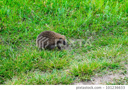 Young hedgehog on green grass. 101236633