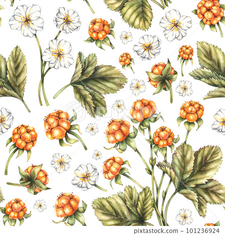 Watercolor pattern with cloudberries and flowers on white background Watercolor pattern with cloudberries and flowers on white background 101236924