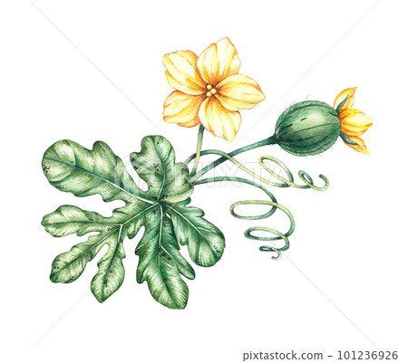 Watercolor watermelon sprout with young fruit, flower, shoots and leaf Watercolor watermelon sprout with young fruit, flower, shoots and leaf 101236926