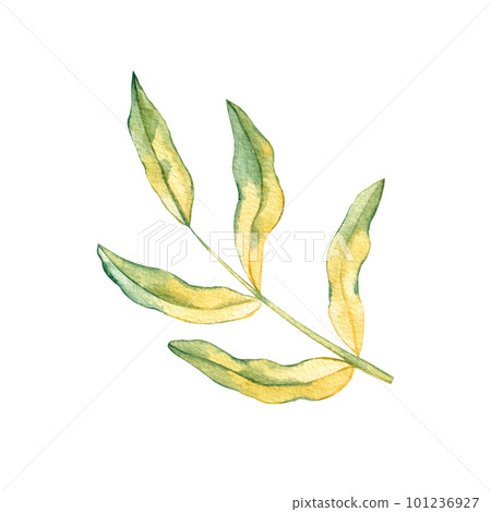 Watercolor twig with leaves on a white background Watercolor twig with leaves on a white background 101236927