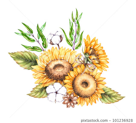 Sunflower flowers, cotton watercolor bouquet on white background Sunflower flowers, cotton watercolor bouquet on white background 101236928