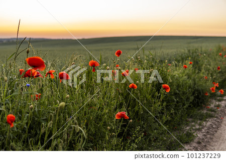 Wild red summer poppies in wheat field. Meadow of wheat and poppy. Nature composition. Wild red summer poppies in wheat field. Meadow of wheat and poppy. Nature composition. 101237229