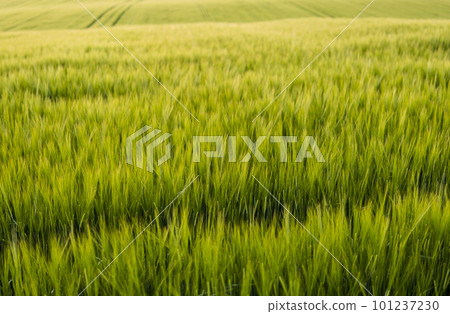 Young green barley growing in agricultural field in spring. Unripe cereals. The concept of agriculture, organic food. Barleys sprout growing in soil. Close up on sprouting barley in sunset. Young green barley growing in agricultural field in spring. Unripe cereals. The concept of agriculture, organic food. Barleys sprout growing in soil. Close up on sprouting barley in sunset. 101237230