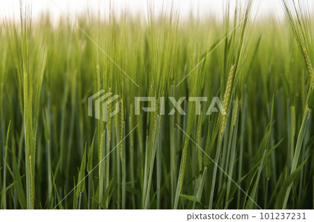 Green barley field in spring. Sun over fields of ripening barley. Green barley field in spring. Sun over fields of ripening barley. 101237231