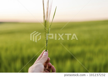 Farmer's hand holding a green ears of barley in a sunset. Agriculture. The concept of agriculture, healthy eating, organic food. Farmer's hand holding a green ears of barley in a sunset. Agriculture. The concept of agriculture, healthy eating, organic food. 101237232