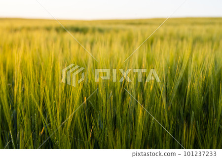 Barleys sprout growing in soil. Close up on sprouting barley. Barleys sprout growing in soil. Close up on sprouting barley. 101237233