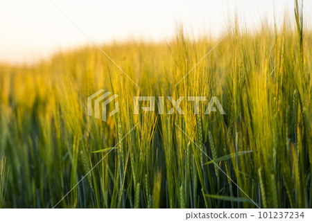 Green barley on a agricultural field. Green unripe cereals. The concept of agriculture, healthy eating, organic food. Green barley on a agricultural field. Green unripe cereals. The concept of agriculture, healthy eating, organic food. 101237234