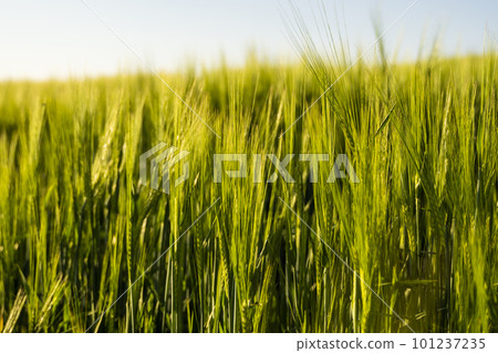 Close up green barley field under sunlight in summer. Agriculture. Cereals growing in a fertile soil. Close up green barley field under sunlight in summer. Agriculture. Cereals growing in a fertile soil. 101237235