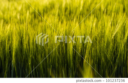 Barley field. View on fresh ears of young green barley in spring summer field close-up. Barley field. View on fresh ears of young green barley in spring summer field close-up. 101237236
