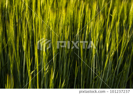 Barley field. View on fresh ears of young green barley in spring summer field close-up. 101237237