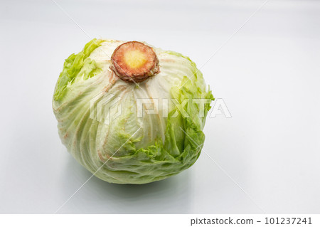 Head of iceberg lettuce closeup on white. Head of iceberg lettuce closeup on white. 101237241