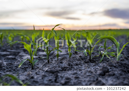 Rows of young corn plants on a fertile field with dark soil in beautiful warm sunset sunshine. Agriculture. 101237242