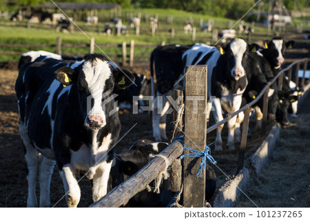 Farming, animal husbandry concept. Cows in a farm. Dairy cows eats fresh hay. Outdoor farm cowshed with milking cows eating hay. 101237265