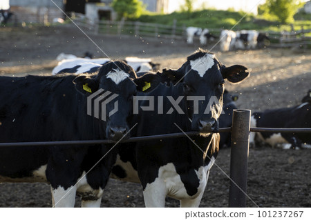 Cows on farm. Black and white cows eating hay in the stable in a sunset. Cows on farm. Black and white cows eating hay in the stable in a sunset. 101237267