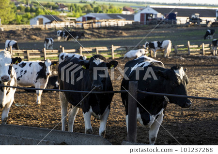 Dairy cows eating grass, hay and silage on a farm in a sunset. Agriculture, farming. Livestock concept. Dairy farm, cattle, feeding cows on farm. Dairy cows eating grass, hay and silage on a farm in a sunset. Agriculture, farming. Livestock concept. Dairy farm, cattle, feeding cows on farm. 101237268