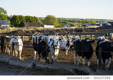 Dairy cows eating grass, hay and silage on a farm in a sunset. Agriculture, farming. Livestock concept. Dairy farm, cattle, feeding cows on farm. Dairy cows eating grass, hay and silage on a farm in a sunset. Agriculture, farming. Livestock concept. Dairy farm, cattle, feeding cows on farm. 101237269