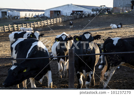 Milk cows in a pen on a farm. Livestock concept. Dairy farm, cattle, feeding cows on farm. Milk cows in a pen on a farm. Livestock concept. Dairy farm, cattle, feeding cows on farm. 101237270