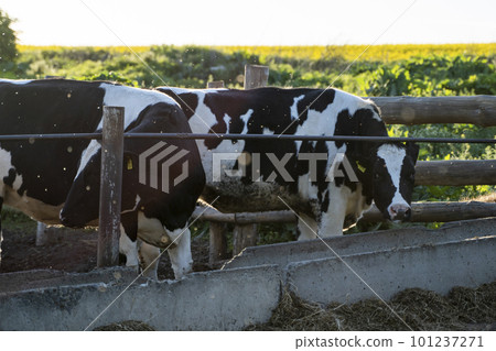 Farming, animal husbandry concept. Cows in a farm. Dairy cows eats fresh hay. Outdoor farm cowshed with milking cows eating hay. Farming, animal husbandry concept. Cows in a farm. Dairy cows eats fresh hay. Outdoor farm cowshed with milking cows eating hay. 101237271