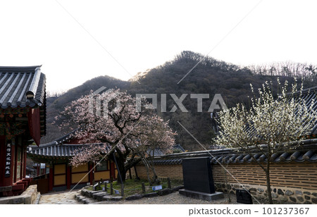 350-year-old red apricot blossoms at Baekyangsa Temple in Jangseong (Gobulmae) 350-year-old red apricot blossoms at Baekyangsa Temple in Jangseong (Gobulmae) 101237367