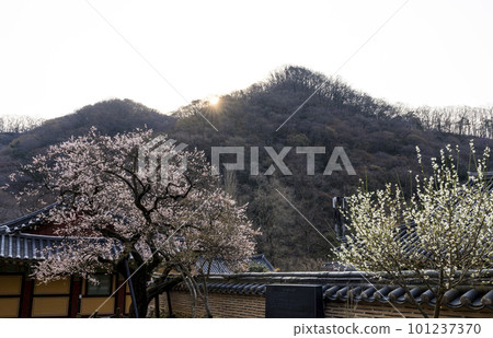 350-year-old red apricot blossoms at Baekyangsa Temple in Jangseong (Gobulmae) 101237370