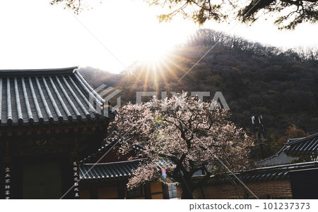 350-year-old red apricot blossoms at Baekyangsa Temple in Jangseong (Gobulmae) 101237373
