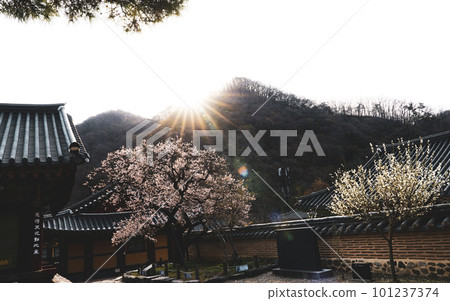 350-year-old red apricot blossoms at Baekyangsa Temple in Jangseong (Gobulmae) 350-year-old red apricot blossoms at Baekyangsa Temple in Jangseong (Gobulmae) 101237374