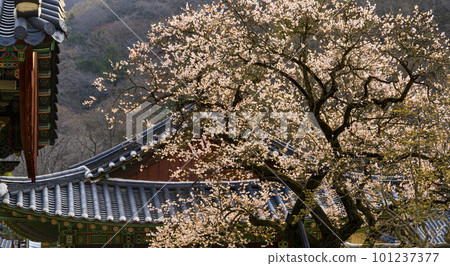 350-year-old red apricot blossoms at Baekyangsa Temple in Jangseong (Gobulmae) 101237377