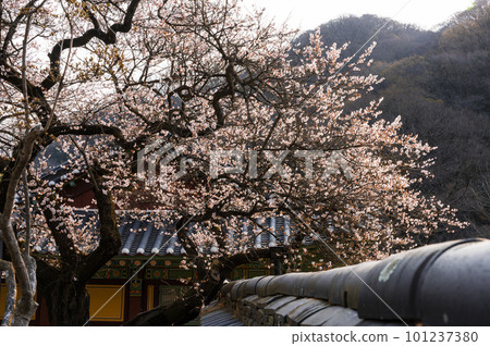 350-year-old red apricot blossoms at Baekyangsa Temple in Jangseong (Gobulmae) 350-year-old red apricot blossoms at Baekyangsa Temple in Jangseong (Gobulmae) 101237380