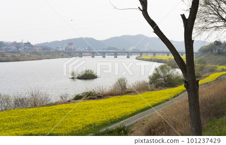 Yellow canola flowers blooming on the east island of the Yeongsan River in Naju 101237429