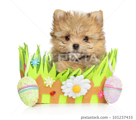 Pomeranian-York puppy in a box decorated for Easter holidays Pomeranian-York puppy in a box decorated for Easter holidays 101237433