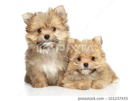 Two happy yorkie-pomeranian mix puppies 101237435
