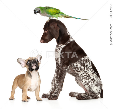 Group of pets on a white background 101237436
