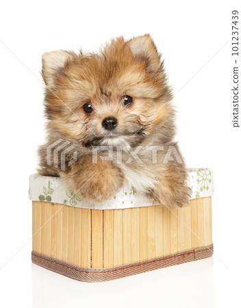 York-Pom mixed breed puppy sits in basket York-Pom mixed breed puppy sits in basket 101237439