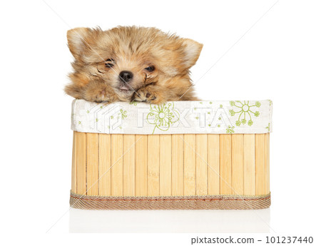 Spitz-Pomeranian puppy sitting in basket Spitz-Pomeranian puppy sitting in basket 101237440