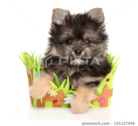 Yorkie-Pomeranian puppy sitting in basket 101237449