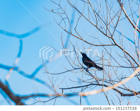 Close up shot of Common grackle 101237538