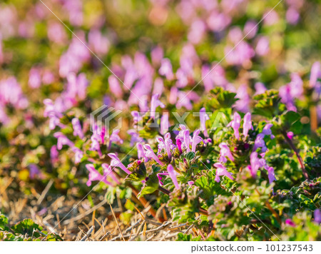 Close up shot of Lamium amplexicaule blossom 101237543