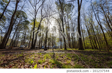 Sunny view of the Cypress Campground in Beavers Bend State Park Sunny view of the Cypress Campground in Beavers Bend State Park 101237544