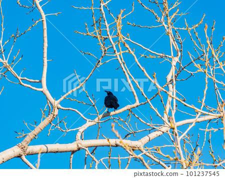Close up shot of Common grackle 101237545